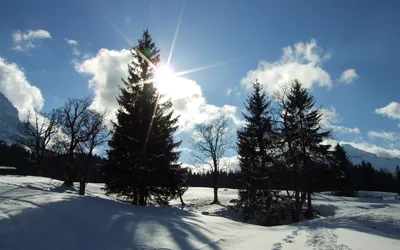 Зимний пейзаж Снег покрывает рождественские елки в лесу зимы Стоковое  Изображение - изображение насчитывающей среда, бобра: 168872287
