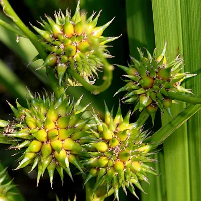 Ежеголовник прямой (Sparganium erectum)