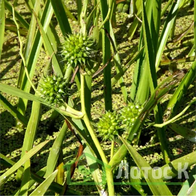 Ежеголовник прямой (Sparganium erectum)