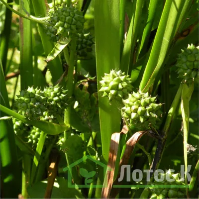 Ежеголовник прямой (Sparganium erectum)