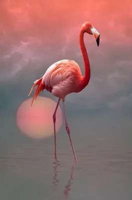 Фото фламинго на закате фото