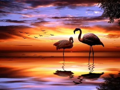 Картина \"Фламинго на закате\"