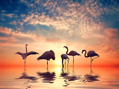 Download wallpaper the sky, the sun, clouds, sunset, birds, reflection,  Flamingo, pond, section animals in resolution 1600x1200