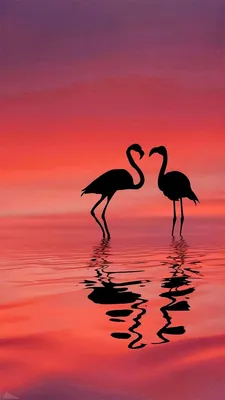 Фламинго в закате | Foto flamingo, Arquétipos, Fotografia de paisagem
