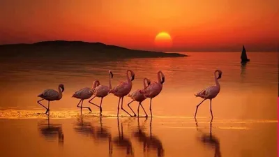 Фламинго На Закате — стоковые фотографии и другие картинки Африка - Африка,  В профиль, Вертикальный - iStock
