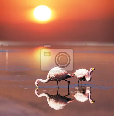 Фламинго На Закате В Лагуне — стоковые фотографии и другие картинки Фламинго  - Фламинго, Мексика, Без людей - iStock