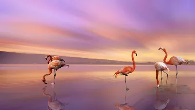 Алмазная мозаика стразами \"Фламинго на закате\" 40х50 см — купить в  интернет-магазине по низкой цене на Яндекс Маркете