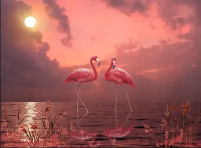 Фрески фламинго, птицы, розовый фламинго, вода, закат, заказать на стену