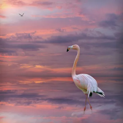 Розовый фламинго. Фотограф ALEXANDR GUSAKOV