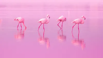 Большие фламинго Phoenicopterus Roseus фламинго на закате. Большое стадо  розовых фламинго в открытом море и фон Стоковое Изображение - изображение  насчитывающей красивейшее, европейско: 198399681