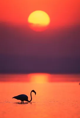 Фламинго на закате (53 фото) - 53 фото