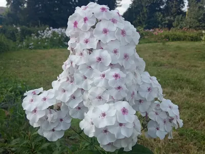 Флокс в саду - сорта и описание