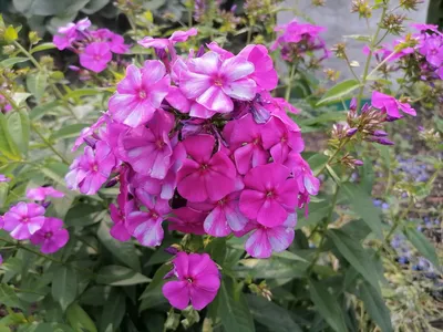 Флокс метельчатый (Phlox paniculata `Анфиса`) - Флокс метельчатый-Флокс -  Многолетники - Каталог - LESKOVO-PITOMNIK.ru