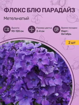 Флокс метельчатый Аметист \"Amethyst\"