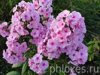 Флокс метельчатый \"Успех\" (Phlox paniculata 'Uspech') - Флоксы -  Многолетники - Каталог - Eko-sad.ru