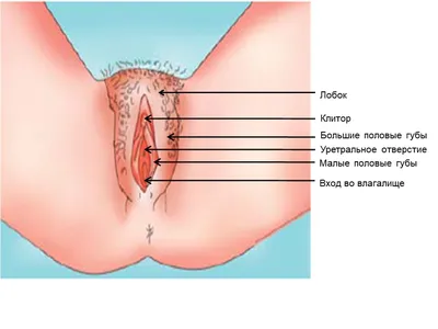 Atlas of visual inspection of the cervix with acetic acid for screening,  triage, and assessment for treatment