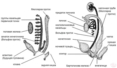 Модель женского таза, 3 части - 3B Smart Anatomy - 1000285 - H20/1 - Модели  гениталий и таза - 3B Scientific