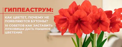 Цветок искусственный Гиппеаструм 102 см - купить в Пятигорске с доставкой в  интерьерном центре Жемчужина