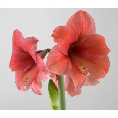 Гиппеаструм - «Очень красиво цветет и не прихотлив» | отзывы