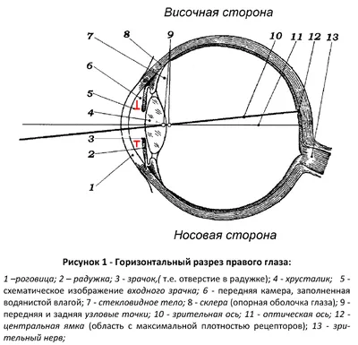 Как фотографировать глаза человека? | Блог агентства Ирсиб