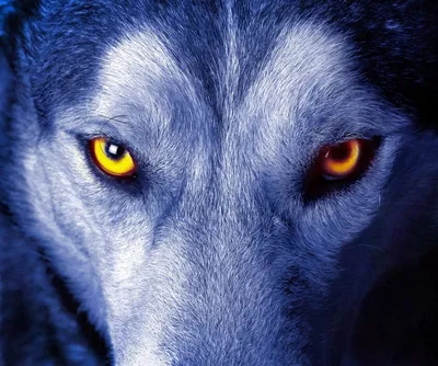 Глаза волка стоковое изображение. изображение насчитывающей конец -  122001111