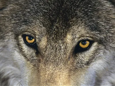 Одичалые глаза волка стоковое изображение. изображение насчитывающей волк -  96259805