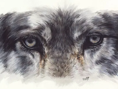 Глаза волка стоковое фото ©sbelov 13555942