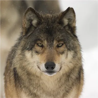 морда волка с карими глазами, картинка серый волк, волк, животное фон  картинки и Фото для бесплатной загрузки