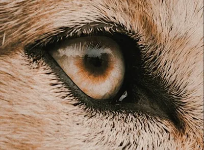 Глаза волка стоковое изображение. изображение насчитывающей природа -  33747057