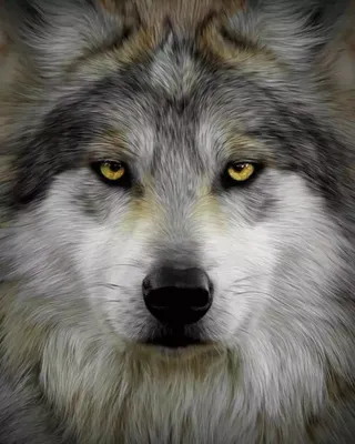 Глаза волка в темноте - красивые фото