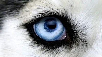 Взгляд волка — Фото №1432241