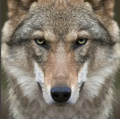 Глаза волка в лесу - 66 фото