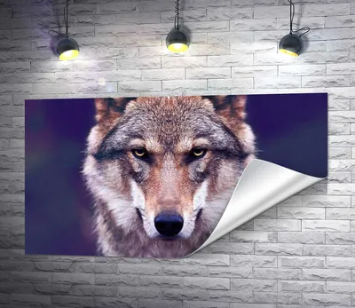 Животные, Звёздные глаза волка, настенная фотокартина на холсте для декора  комнаты | AliExpress