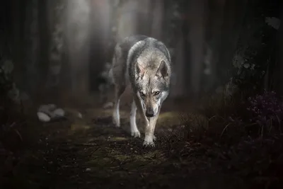 Глаза волка в неволе... :: Вячеслав М – Социальная сеть ФотоКто