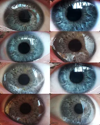 Анатомия человеческого глаза