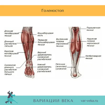 Суппорт голеностопа с регулировкой размера: поддержка + восстановление–  купить в интернет-магазине, цена, заказ online