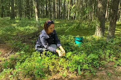 куст дикой черники с спелой голубикой в лесу Стоковое Фото - изображение  насчитывающей взорвать, буш: 252950296