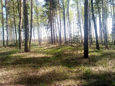 Голубика в лесу - 59 фото