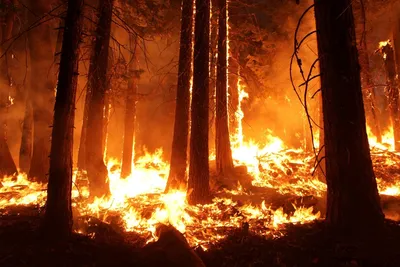 Фото горящего леса фото