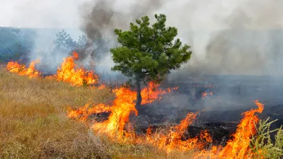 огонь в лесу и горит красным цветом, картинка горящего куста фон картинки и  Фото для бесплатной загрузки