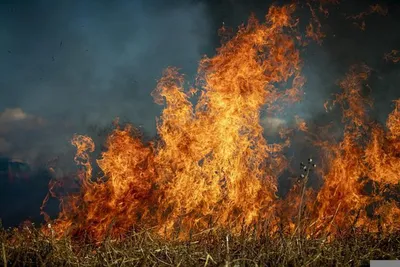 В Башкирии потушили 1,5 гектара горящего леса - СобкорУфа - Новости Уфы и  Башкирии