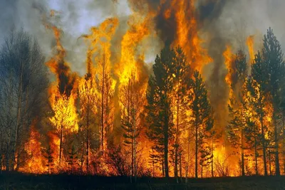 Фон горящего леса (41 фото) • Прикольные картинки и позитив