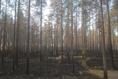 В Башкирии из-за ударов молний в лес близ Айгира возникло множество очагов  пожаров | mkset.ru | Дзен