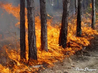 Пожар в лесу (84 фото) - 84 фото
