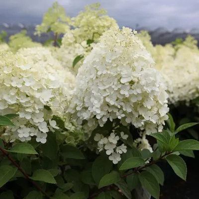 Гортензия метельчатая Бобо (Hydrangea paniculata Bobo) саженцы в P9 |  АГРОНЕО