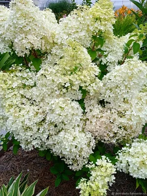 Гортензия метельчатая \"Бобо\" (Hydrangea paniculata \"Bobo\") - Питомник и  Садовый центр Русские Деревья