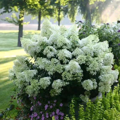 Гортензия метельчатая (Hydrangea paniculata `Bobo`) - Гортензия метельчатая  - Кустарники - Каталог - LESKOVO-PITOMNIK.ru