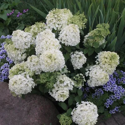 Гортензия метельчатая (Hydrangea paniculata `Bobo`) - Солитеры - По  областям применения - Каталог - LESKOVO-PITOMNIK.ru