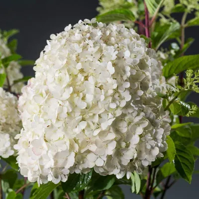 Гортензия метельчатая (Hydrangea paniculata `Bobo`) - Солитеры - По  областям применения - Каталог - LESKOVO-PITOMNIK.ru