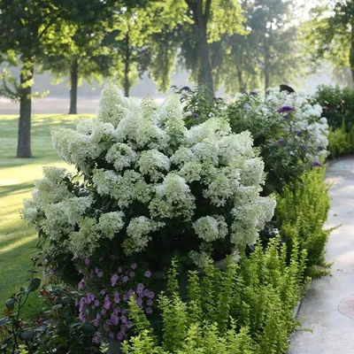 Гортензия метельчатая Бобо (Hydrangea Paniculata Bobо) недорого - Зелёная  Гавань